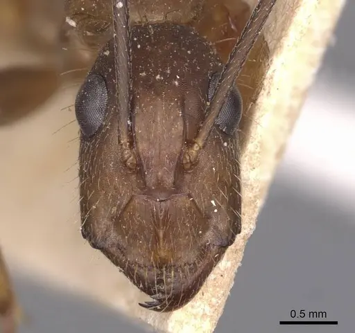 Camponotus substitutus - CASENT0905257