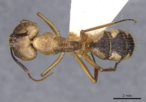 Camponotus substitutus - CASENT0910022