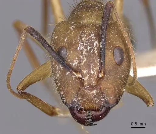 Camponotus substitutus - CASENT0910022