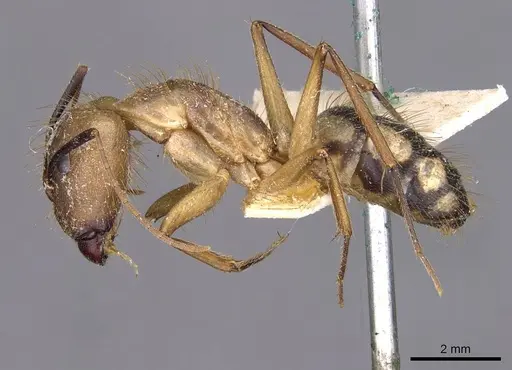 Camponotus substitutus - CASENT0910022