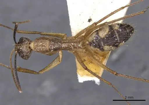 Camponotus substitutus - CASENT0910023