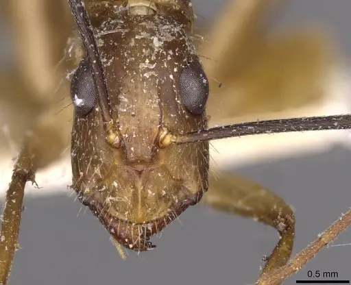 Camponotus substitutus - CASENT0910023