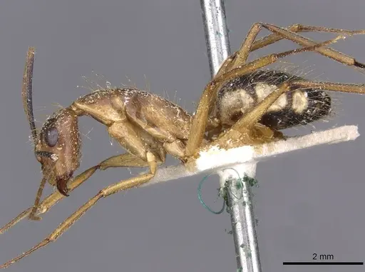 Camponotus substitutus - CASENT0910023