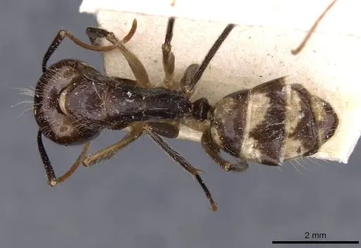 Camponotus substitutus - CASENT0910026