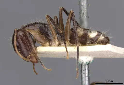 Camponotus substitutus - CASENT0910026