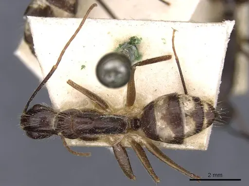 Camponotus substitutus - CASENT0910027