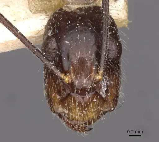 Camponotus substitutus - CASENT0910027