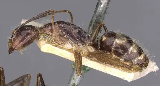 Camponotus substitutus - CASENT0910027