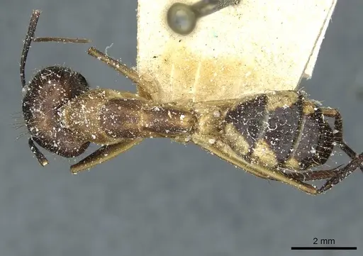 Camponotus substitutus - CASENT0912045