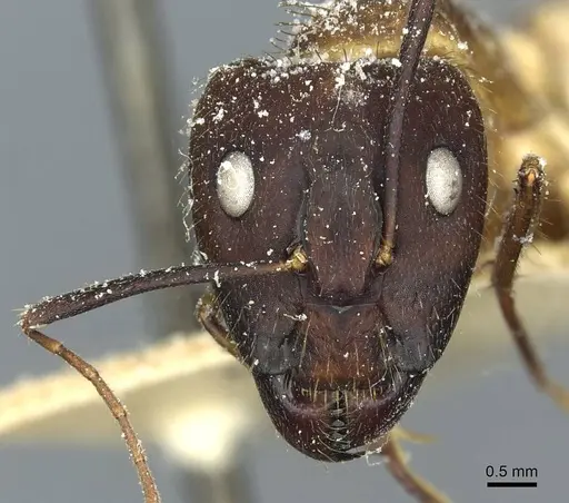 Camponotus substitutus - CASENT0912045