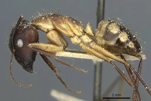 Camponotus substitutus - CASENT0912045