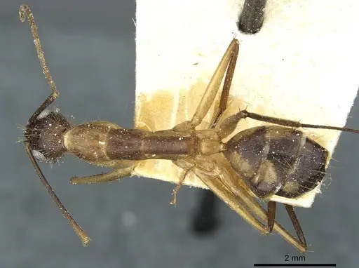 Camponotus substitutus - CASENT0912046