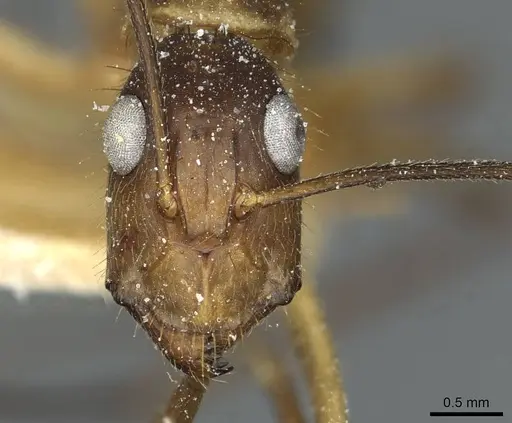 Camponotus substitutus - CASENT0912046