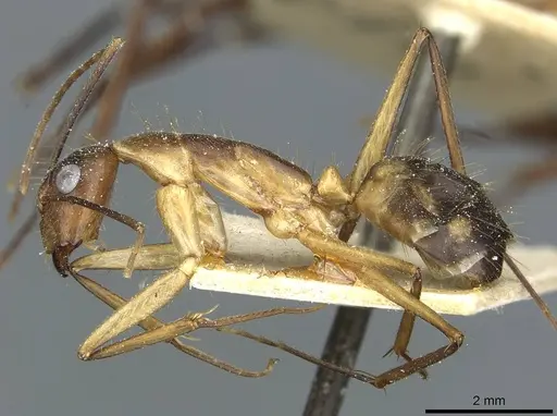 Camponotus substitutus - CASENT0912046