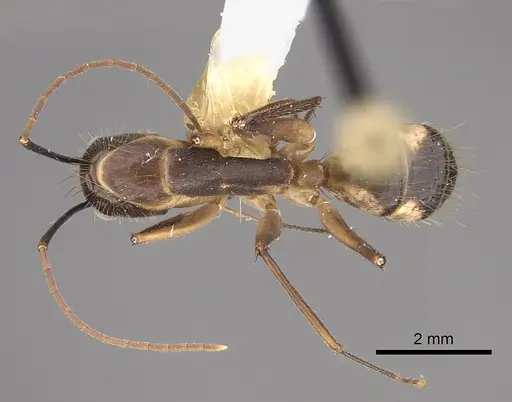 Camponotus substitutus - CASENT0914429