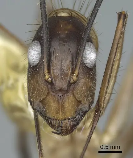 Camponotus substitutus - CASENT0914429