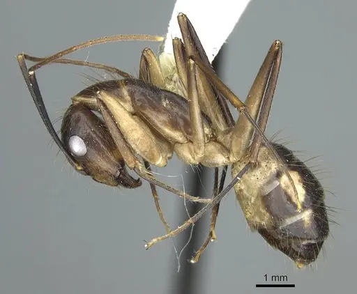 Camponotus substitutus - CASENT0914429