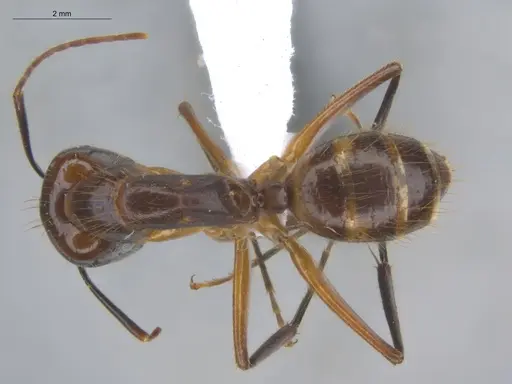 Camponotus substitutus - ECOFOG-BOUM-0576-01