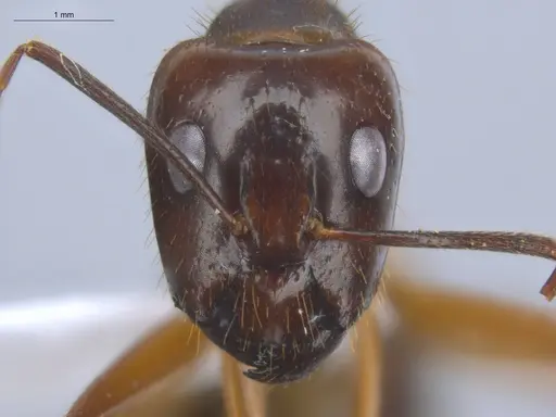 Camponotus substitutus - ECOFOG-BOUM-0576-01