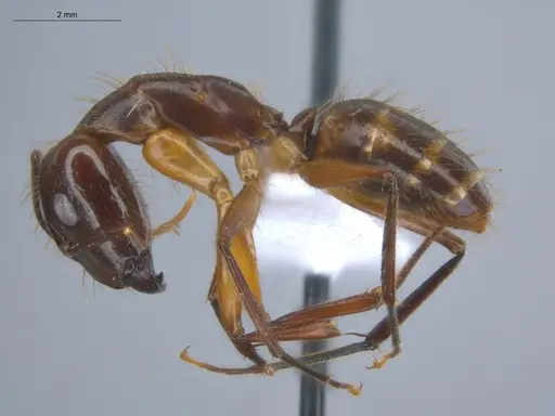 Camponotus substitutus - ECOFOG-BOUM-0576-01