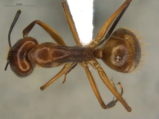 Camponotus substitutus - ECOFOG-BOUM-0777-03-S