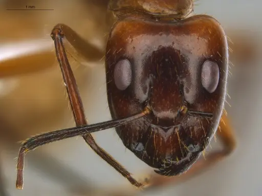 Camponotus substitutus - ECOFOG-BOUM-0777-03-S