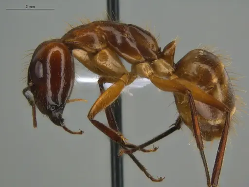 Camponotus substitutus - ECOFOG-BOUM-0777-03-S