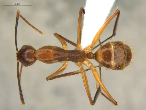 Camponotus substitutus - ECOFOG-BOUM-0777-03