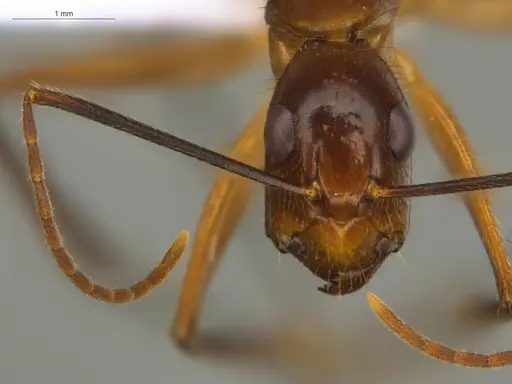 Camponotus substitutus - ECOFOG-BOUM-0777-03