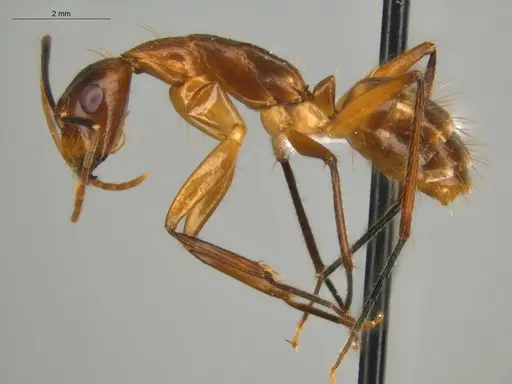 Camponotus substitutus - ECOFOG-BOUM-0777-03