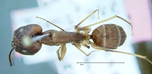 Camponotus substitutus - FOCOL0001