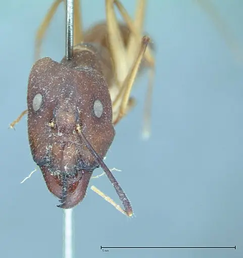 Camponotus substitutus - FOCOL0001