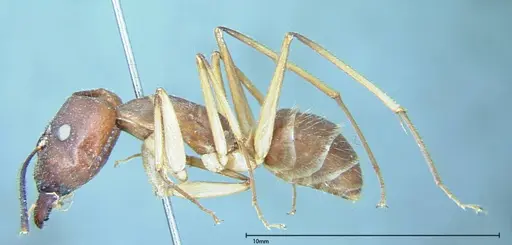 Camponotus substitutus - FOCOL0001