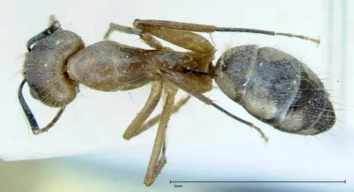 Camponotus substitutus - FOCOL0008