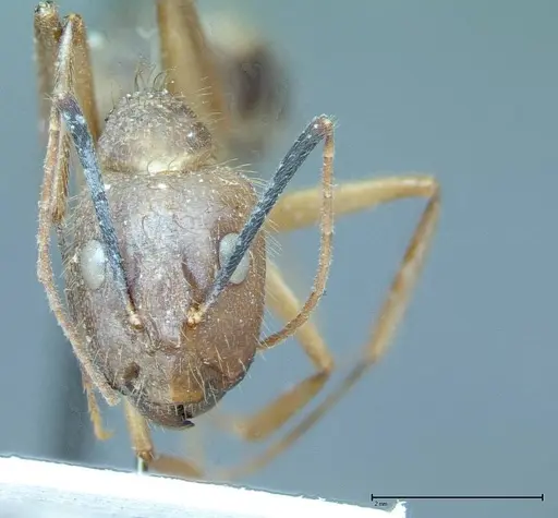 Camponotus substitutus - FOCOL0008