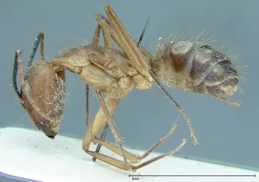 Camponotus substitutus - FOCOL0008