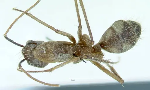 Camponotus substitutus - FOCOL0012