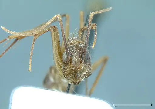 Camponotus substitutus - FOCOL0012