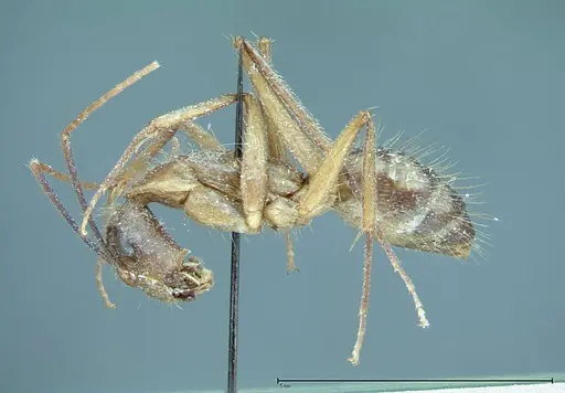 Camponotus substitutus - FOCOL0012