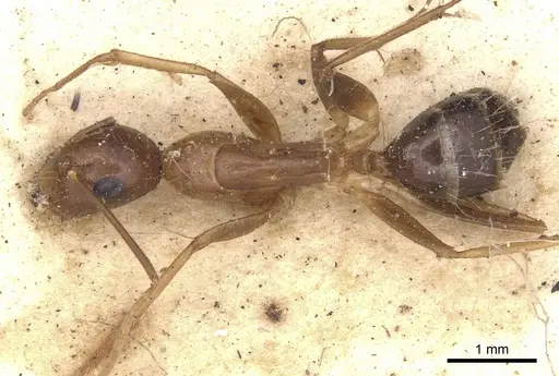 Camponotus subtilis specimen
