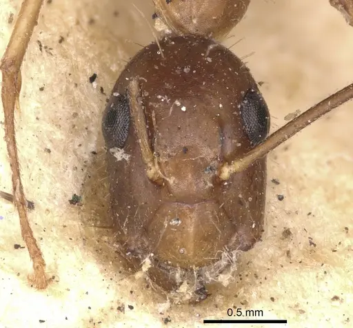 Camponotus subtilis specimen