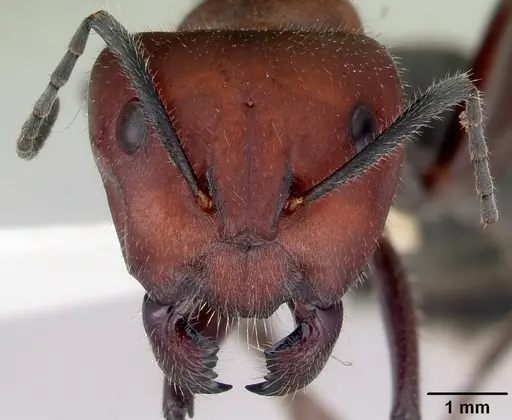 Camponotus suffusus specimen