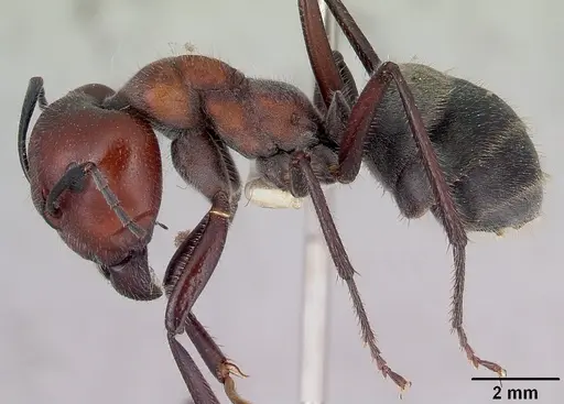 Camponotus suffusus specimen
