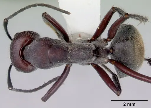 Camponotus suffusus - CASENT0172143