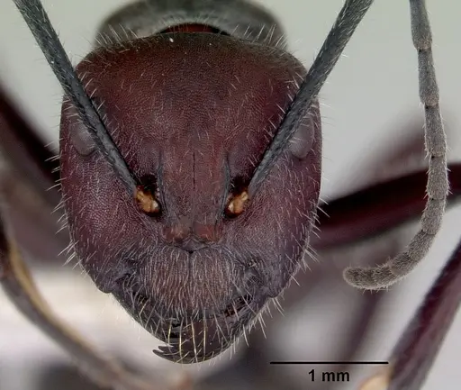 Camponotus suffusus - CASENT0172143