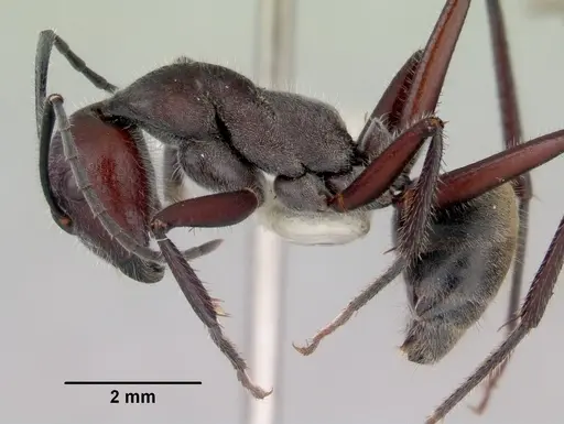 Camponotus suffusus - CASENT0172143