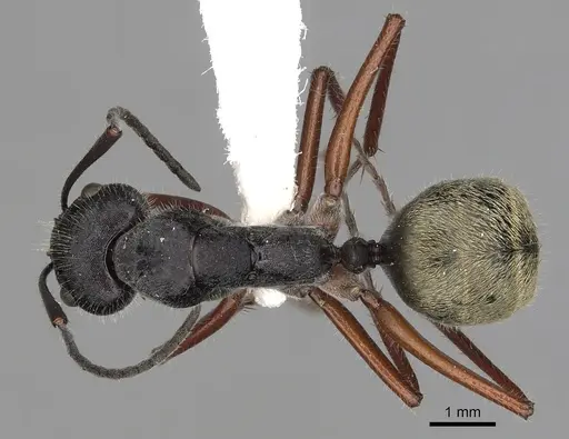 Camponotus suffusus - CASENT0280212