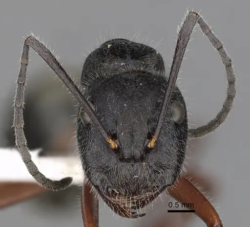 Camponotus suffusus - CASENT0280212