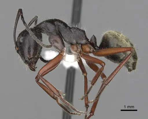 Camponotus suffusus - CASENT0280212