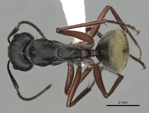 Camponotus suffusus - CASENT0280213